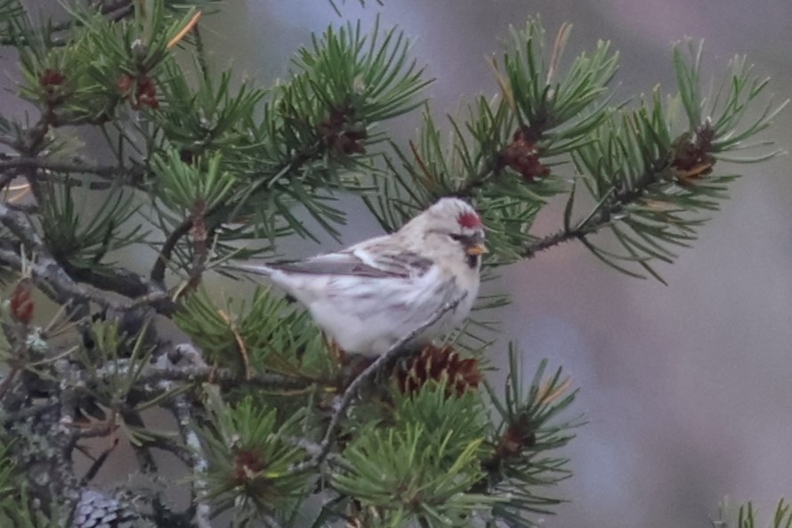 ML502060841 - Hoary Redpoll - Macaulay Library