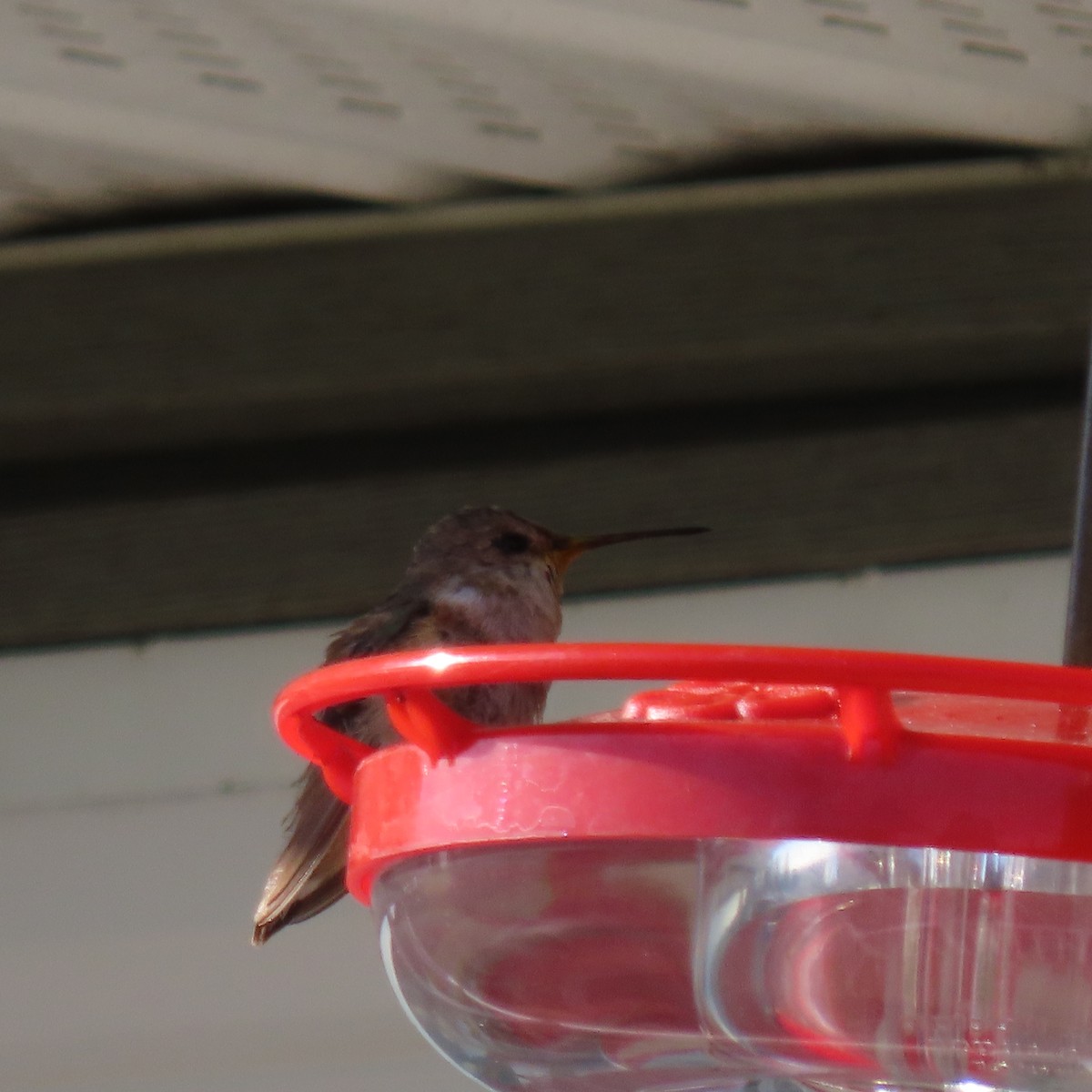 Rufous Hummingbird - Sylvia Craig