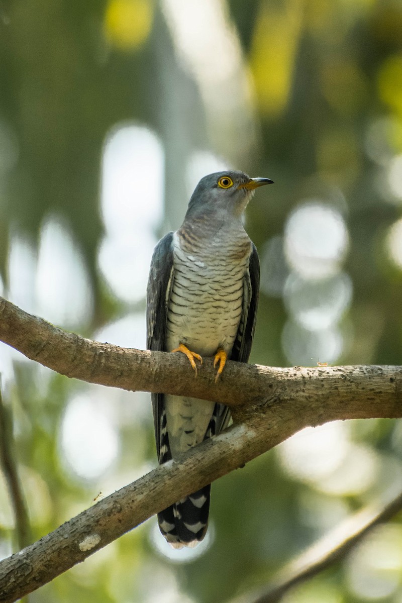 Common Cuckoo - Harish Babu M