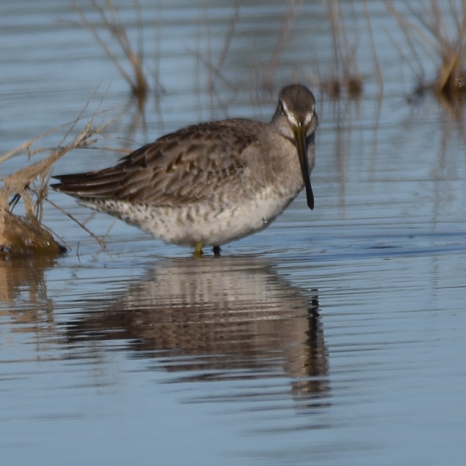 Long-billed Dowitcher - ML502073031