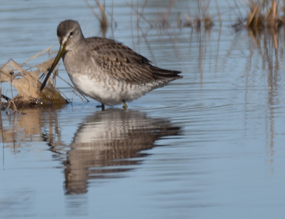 Long-billed Dowitcher - ML502073041