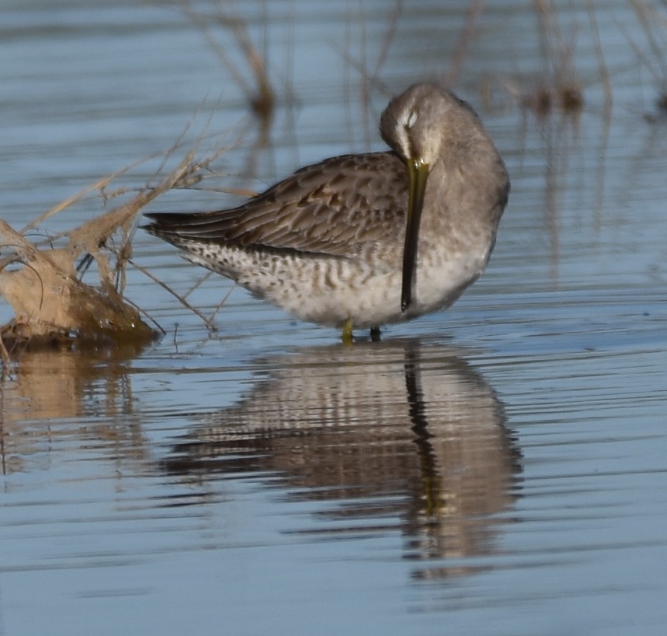 Long-billed Dowitcher - ML502073051