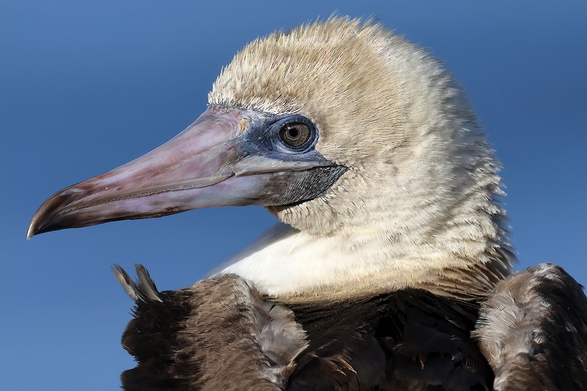 Red-footed Booby - Arthur Macmillan