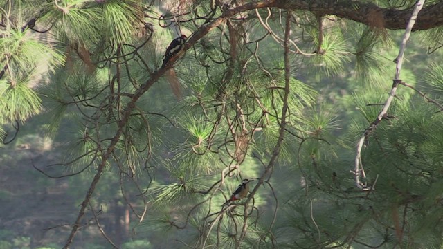 Orman Alaca Ağaçkakanı (canariensis/thanneri) - ML502075101