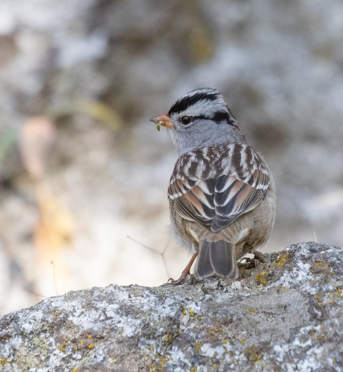 White-crowned Sparrow - ML502077581