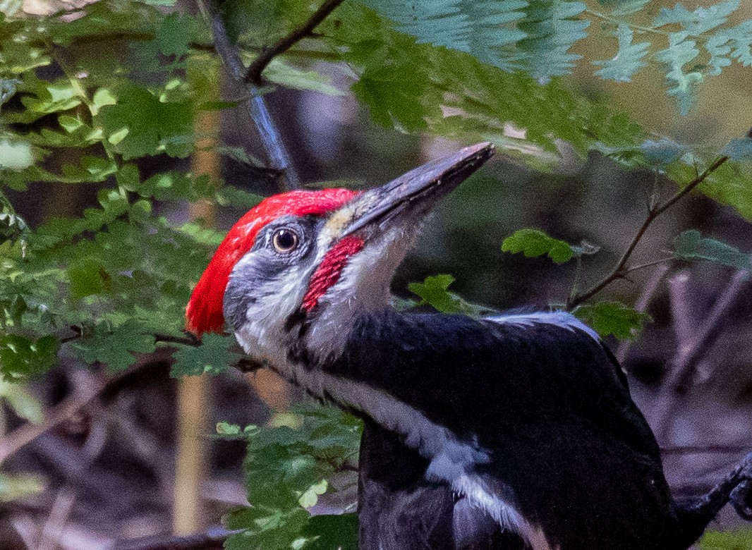 Pileated Woodpecker - ML502081371