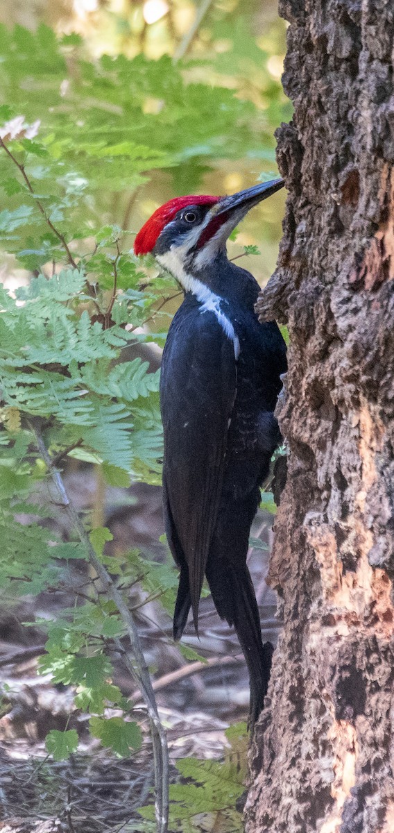 Pileated Woodpecker - ML502081391