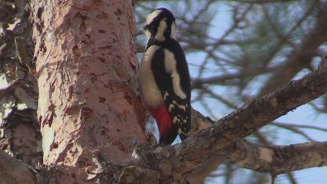 Great Spotted Woodpecker (Canarian) - ML502085381