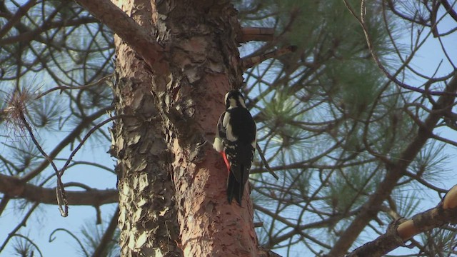 Great Spotted Woodpecker (Canarian) - ML502085471
