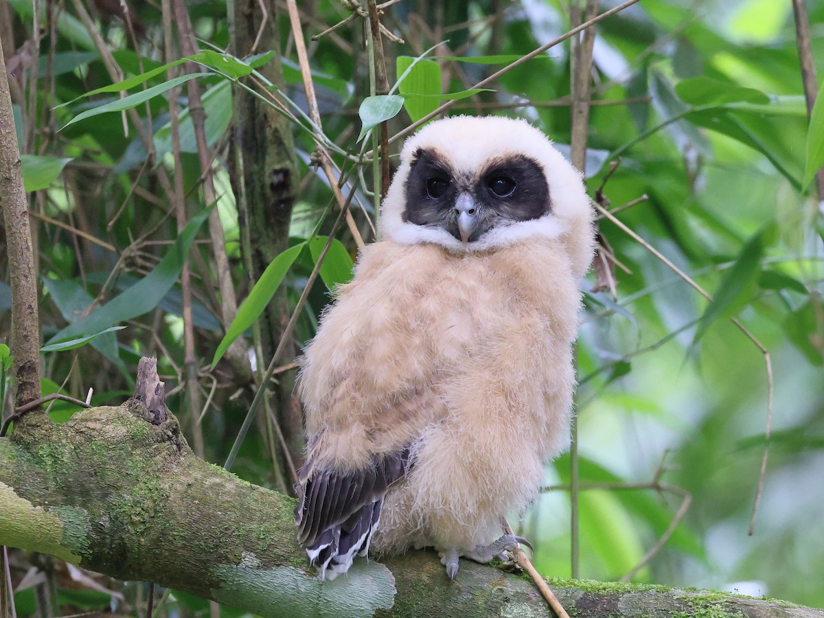Tawny-browed Owl - Myles McNally