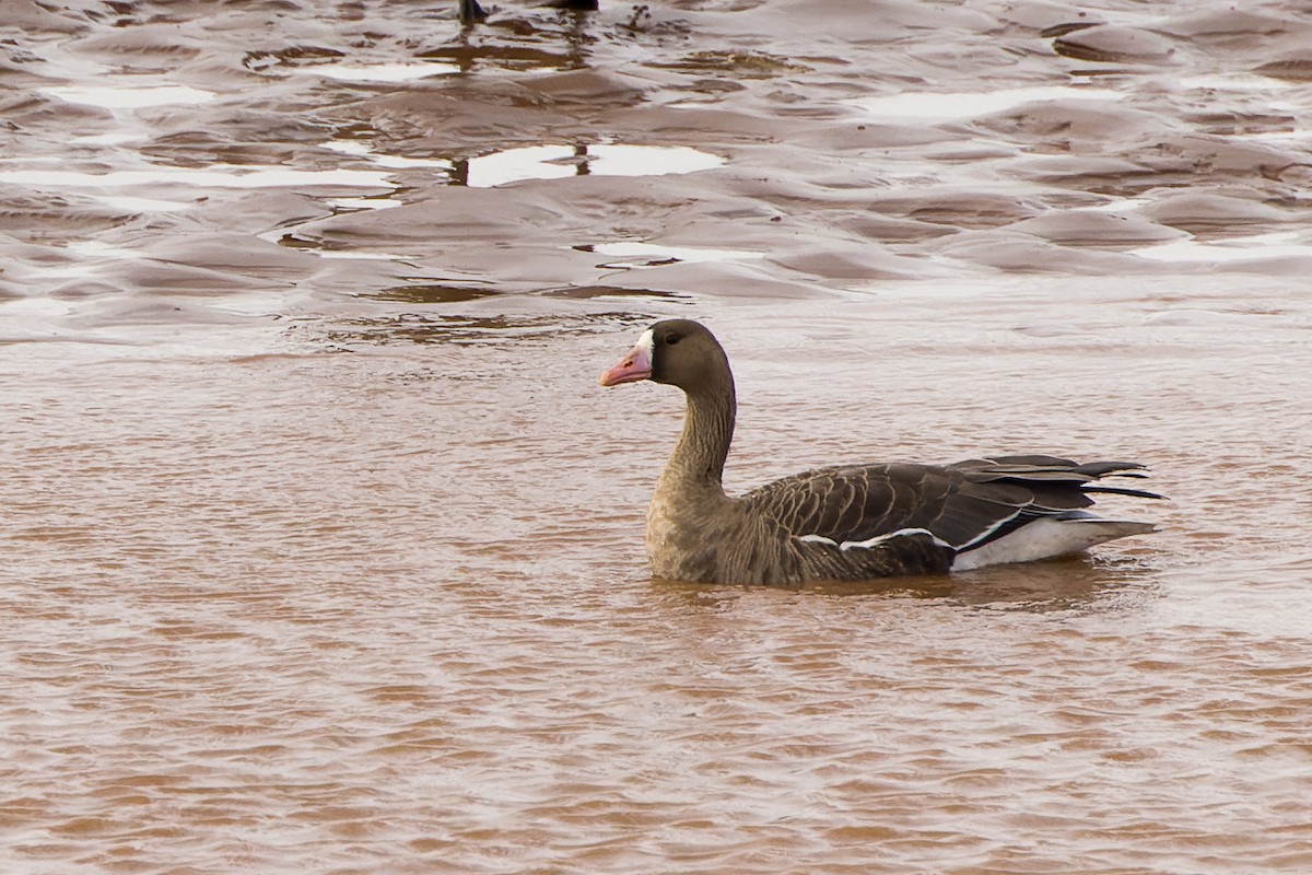 Greater White-fronted Goose (Greenland) - ML502089451