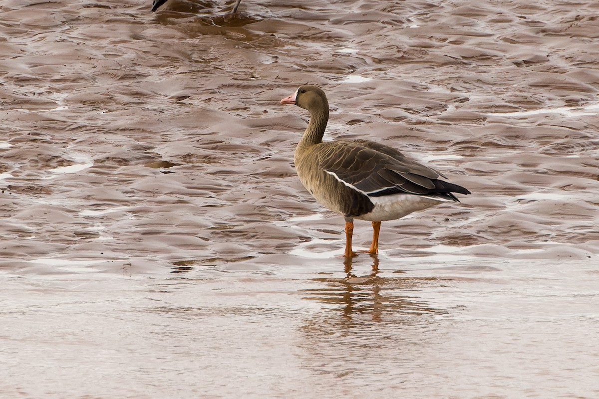 Greater White-fronted Goose (Greenland) - ML502089461