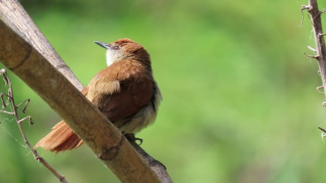 Yellow-chinned Spinetail - ML502095841