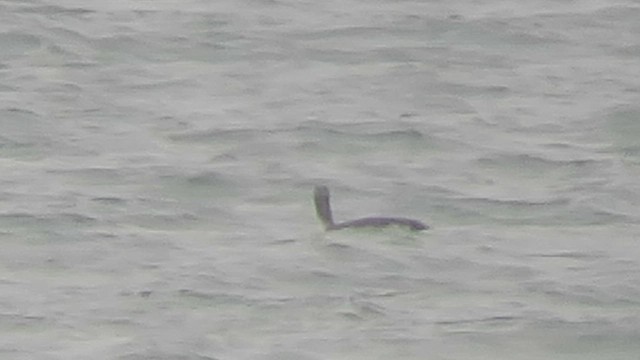 Red-throated Loon - ML502099611