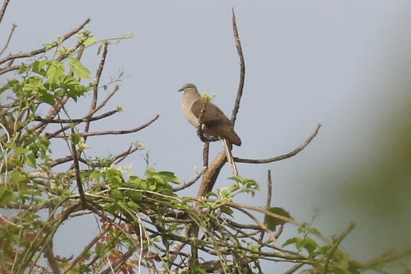 Flores Sea Cuckoo-Dove - ML502104981