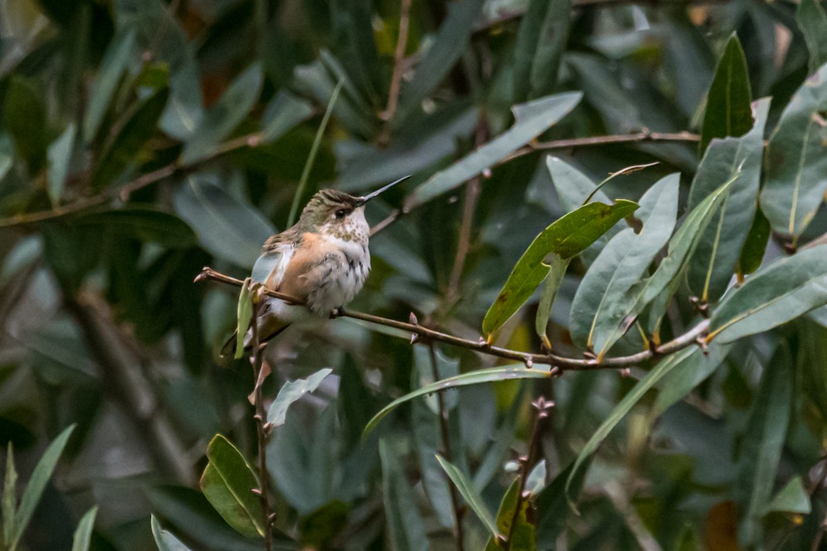 Rufous Hummingbird - ML502105321