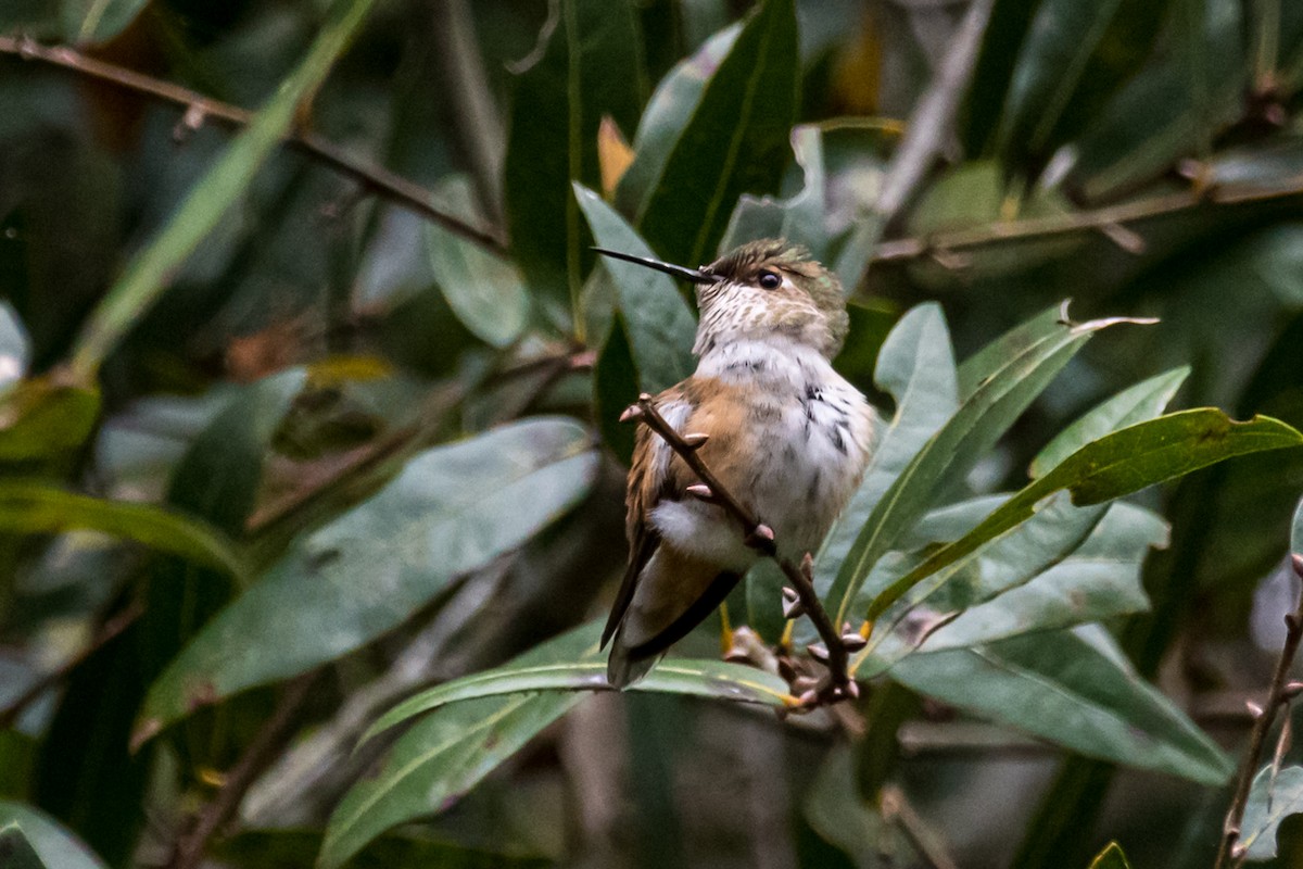 Rufous Hummingbird - ML502105341