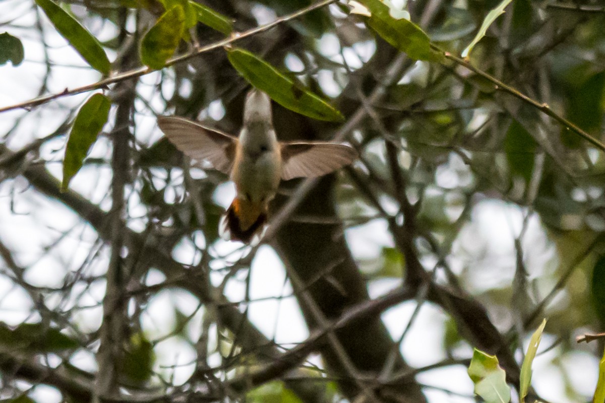 Rufous Hummingbird - ML502105371