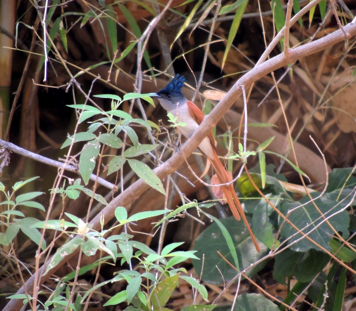 Indian Paradise-Flycatcher - RAVI DHONGLE