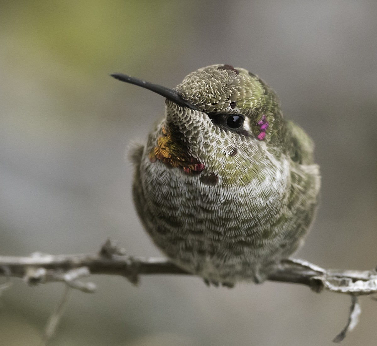Anna's Hummingbird - ML502106441