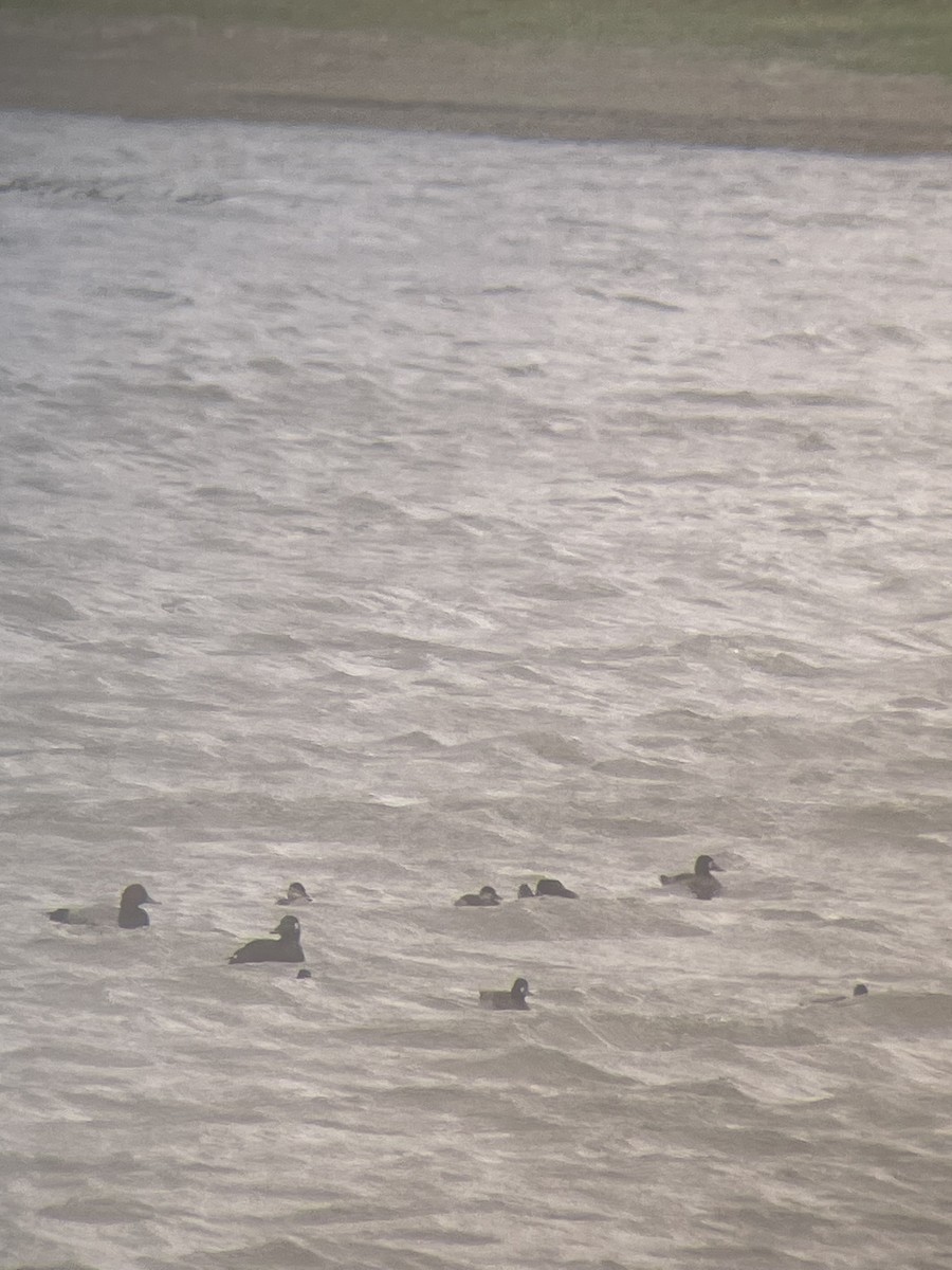 eBird Checklist 9 Nov 2022 Oxbow Trail Reservoir 10 species