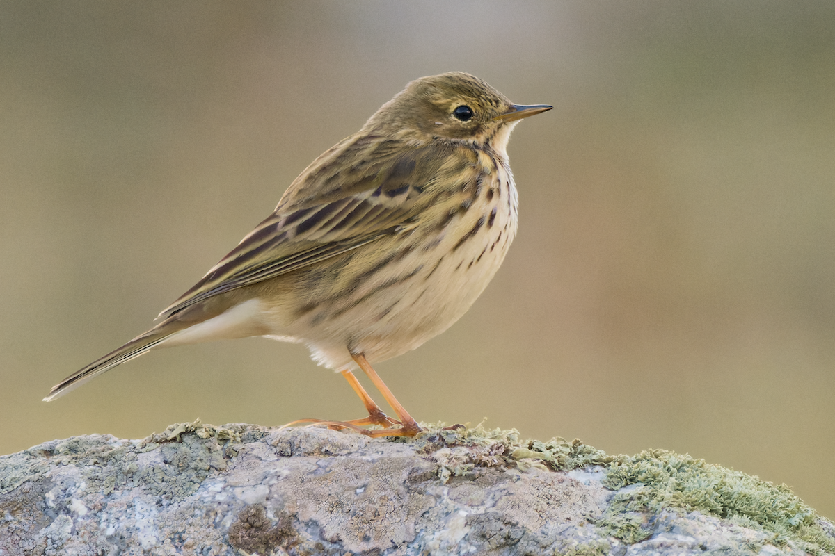 Meadow Pipit - ML502112531