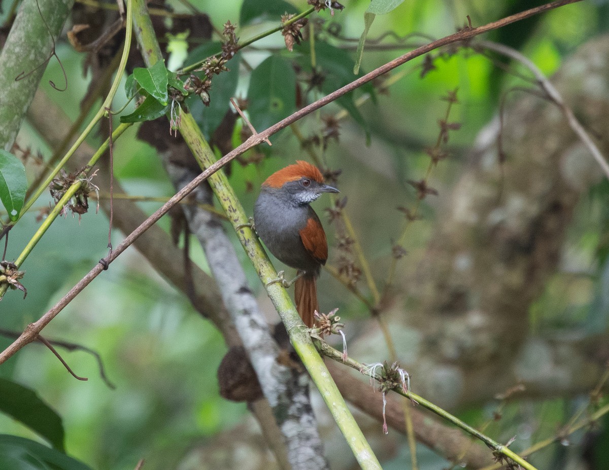 Amazonian Spinetail (undescribed form) - ML502113341