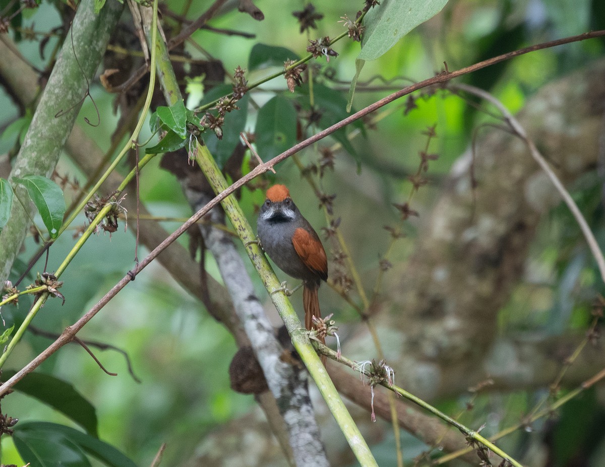 Amazonian Spinetail (undescribed form) - ML502113381