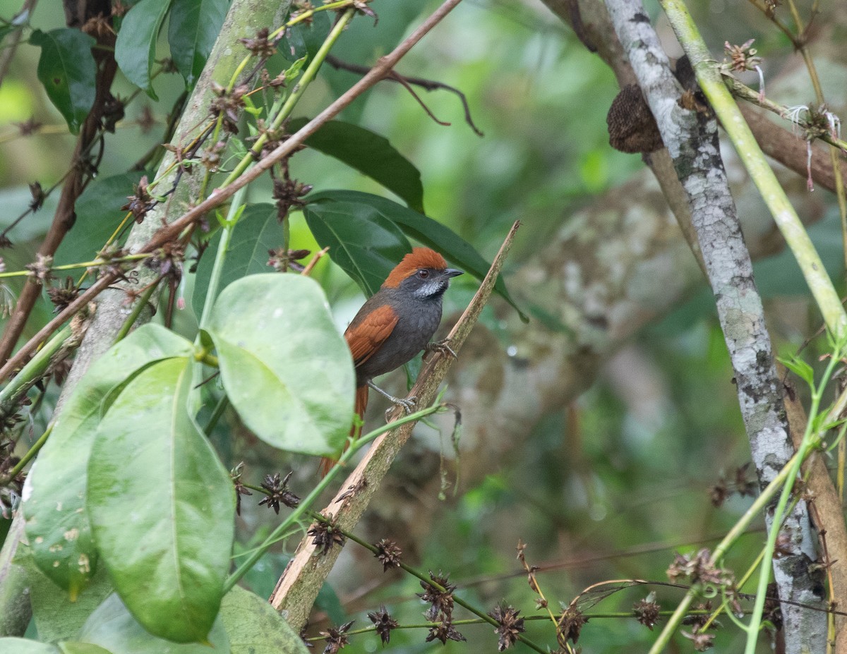 Amazonian Spinetail (undescribed form) - ML502113421