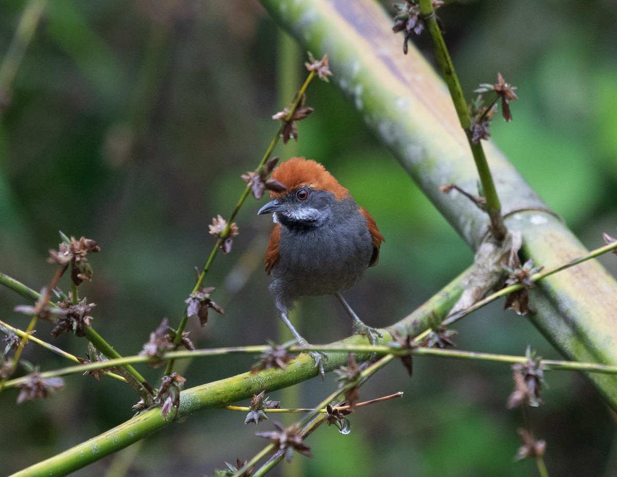 Amazonian Spinetail (undescribed form) - ML502113431