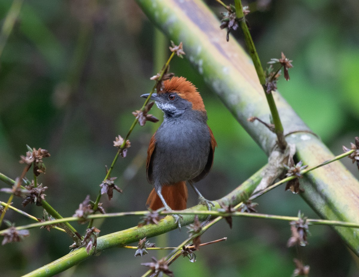 Amazonian Spinetail (undescribed form) - ML502113441