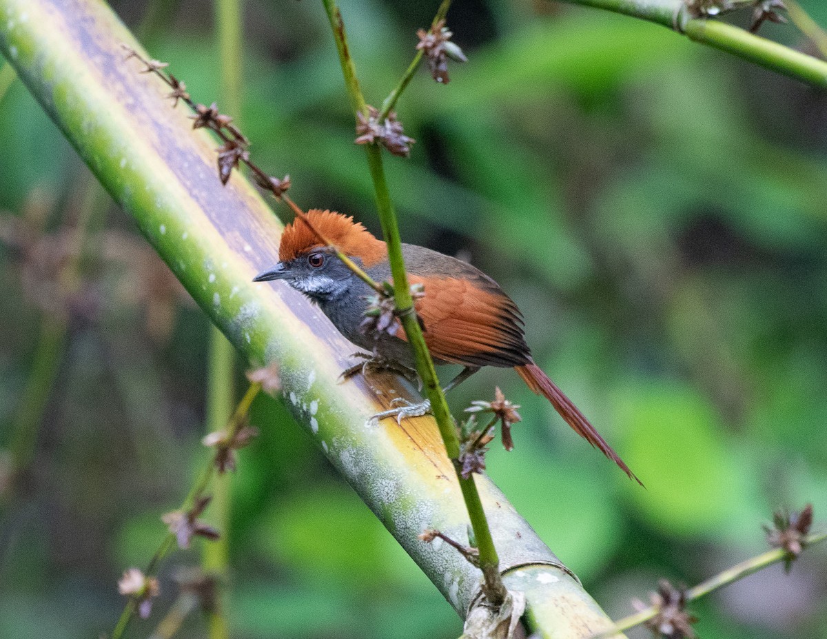 Amazonian Spinetail (undescribed form) - Silvia Faustino Linhares