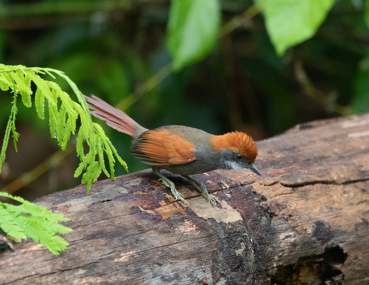 Amazonian Spinetail (undescribed form) - ML502113521