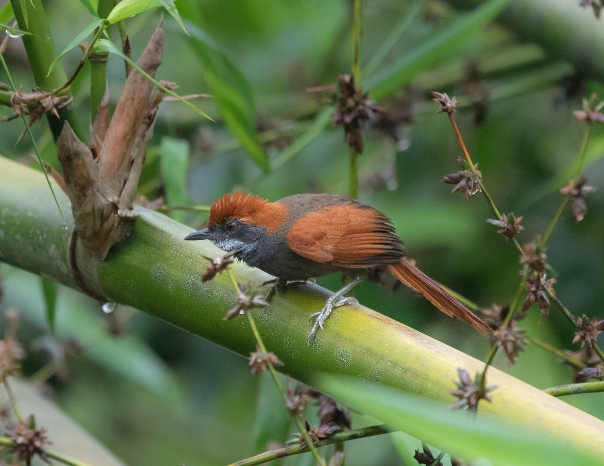 Amazonian Spinetail (undescribed form) - ML502113541