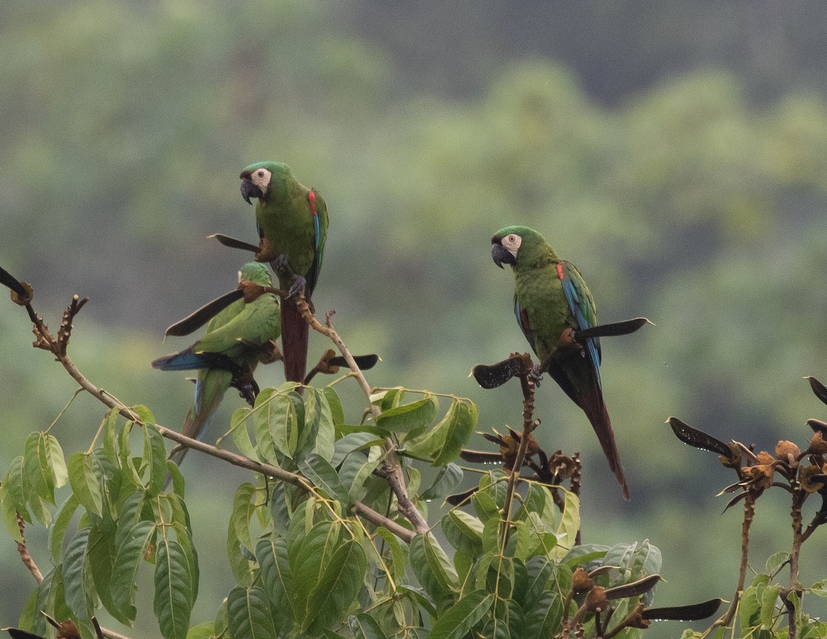 Chestnut-fronted Macaw - ML502113721