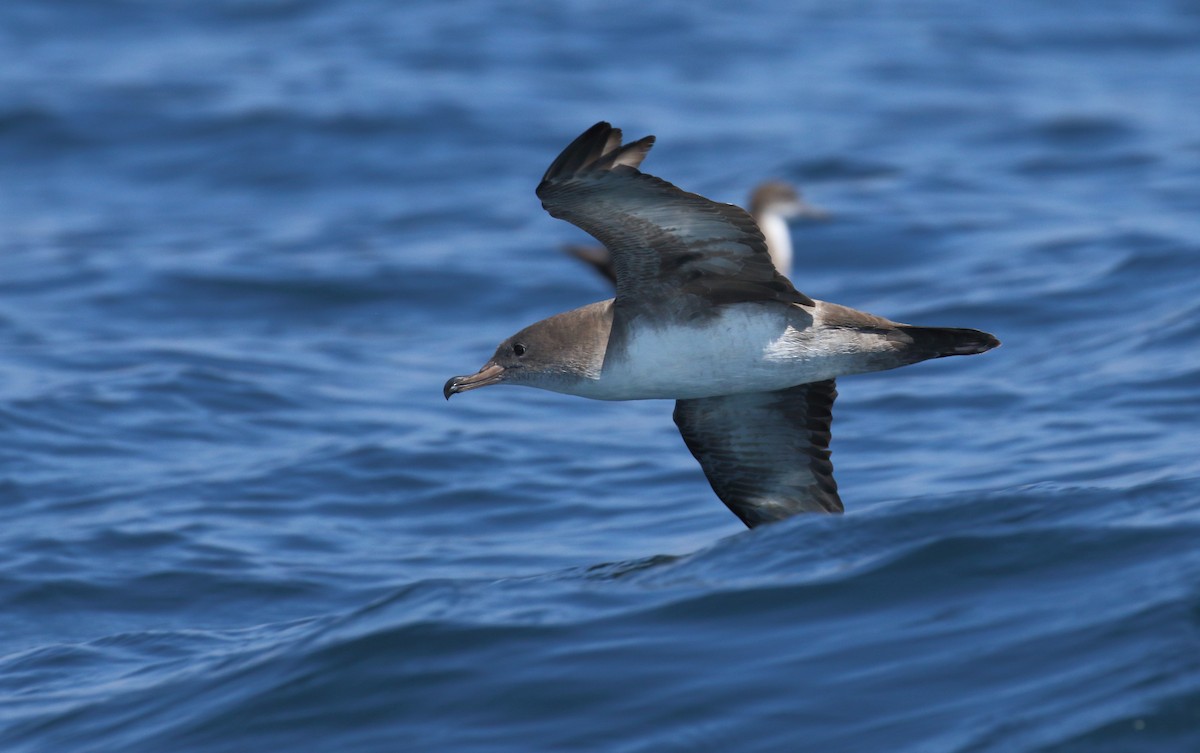 Pink-footed Shearwater - Curtis Marantz