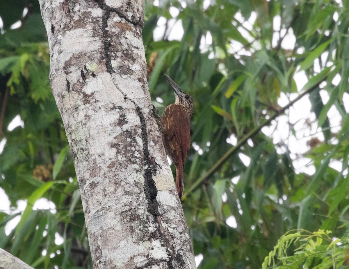 Strong-billed Woodcreeper (Carajas) - ML502118861