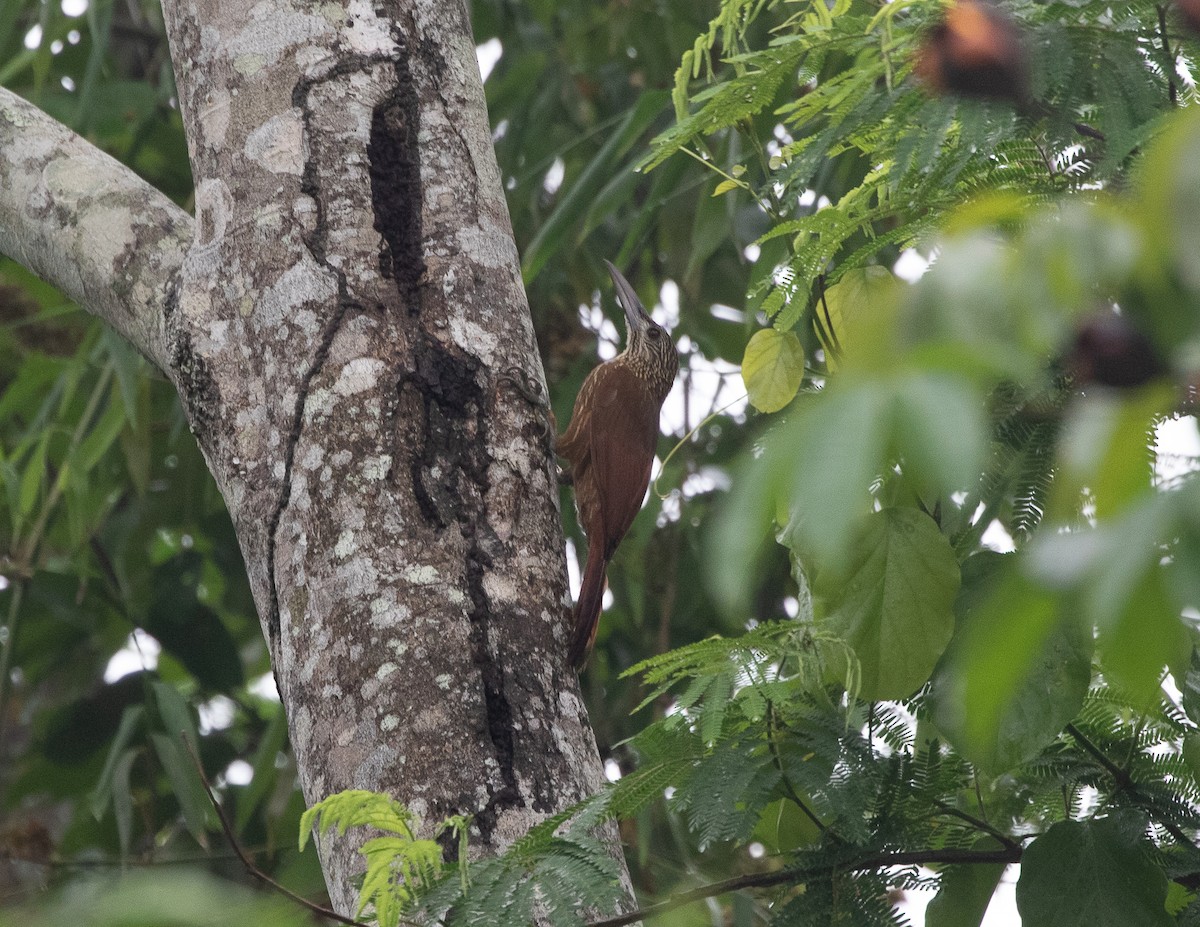 Strong-billed Woodcreeper (Carajas) - Silvia Faustino Linhares