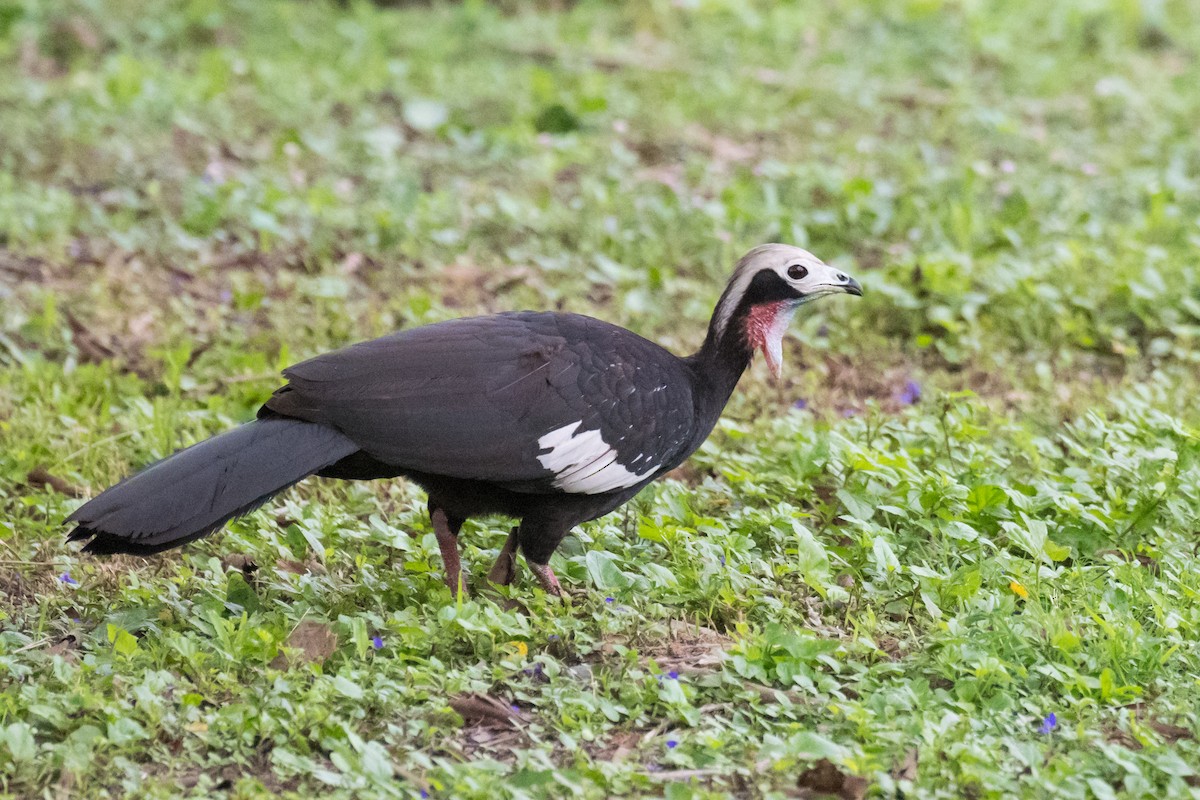 Red-throated Piping-Guan - ML502119001