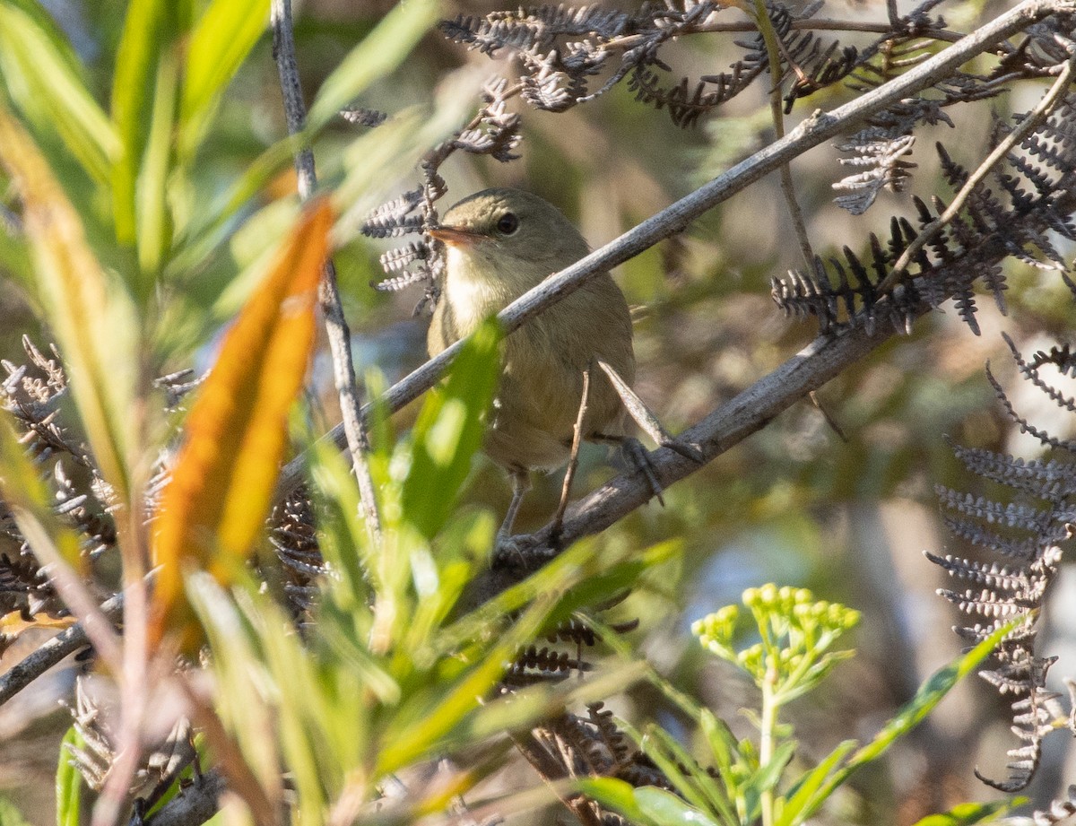 Malagasy Brush-Warbler (Malagasy) - ML502130771
