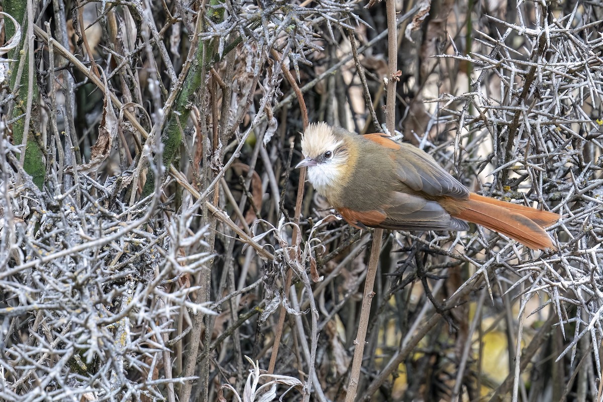 Creamy-crested Spinetail - ML502132861