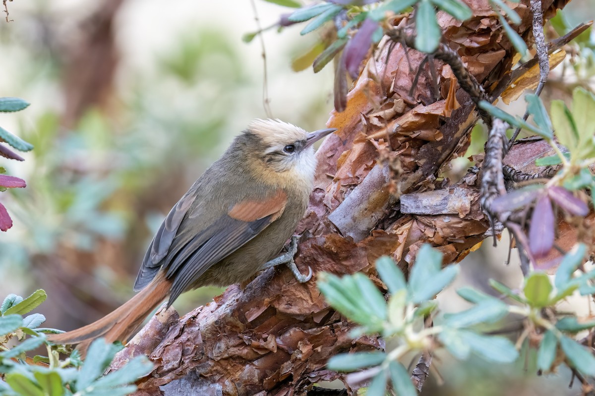 Creamy-crested Spinetail - ML502132881