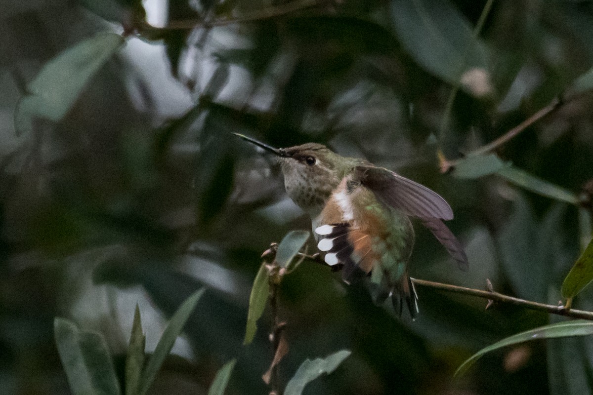 Rufous Hummingbird - ML502133981