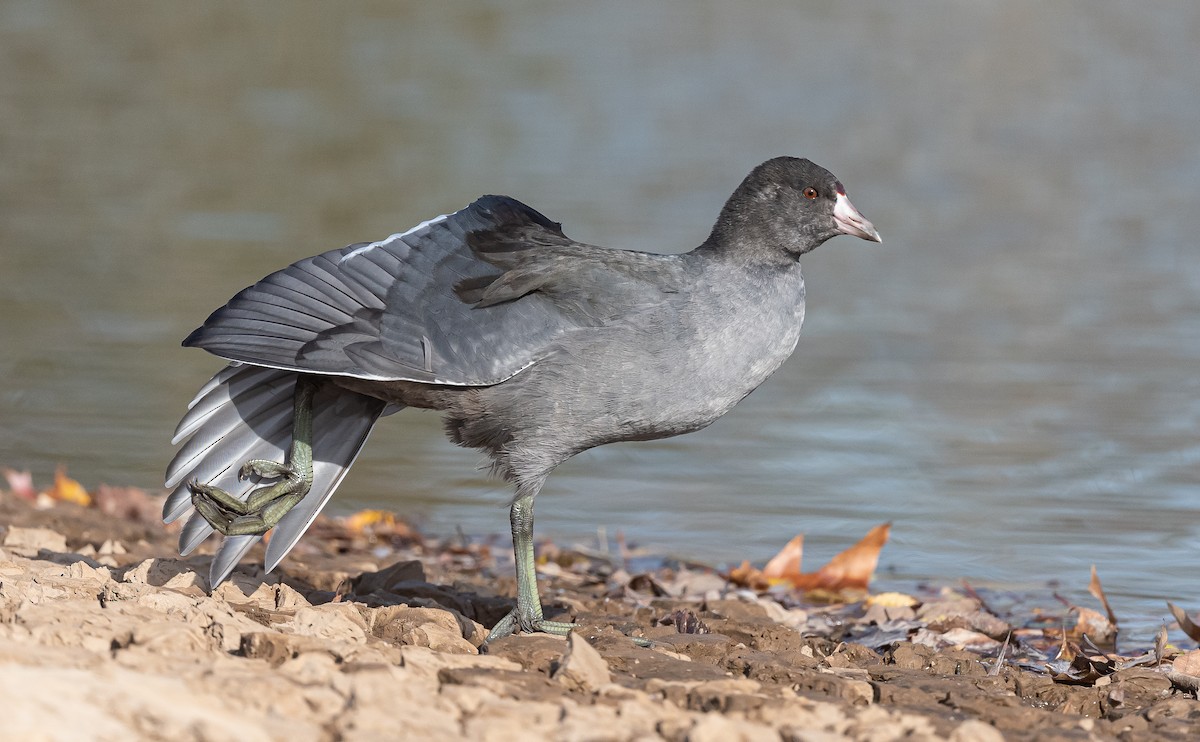 American Coot - Taylor Long