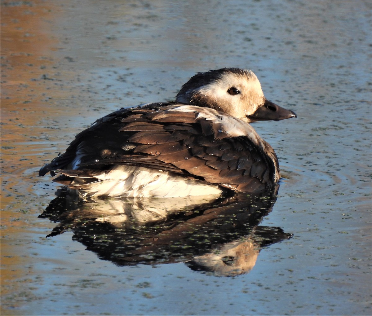 Long-tailed Duck - Rick Bennett