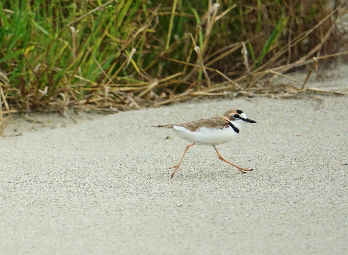 Collared Plover - ML50214351