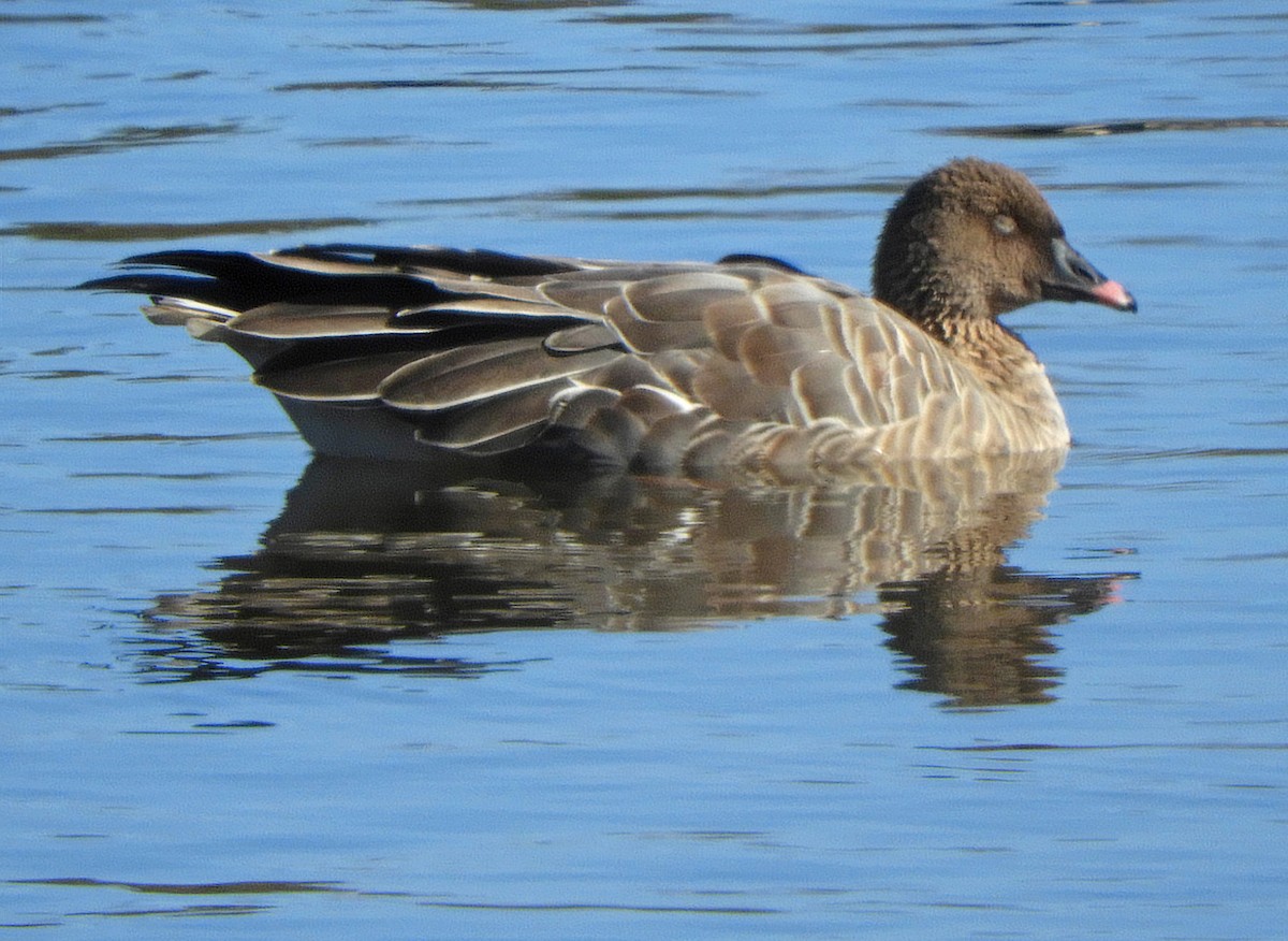 Pink-footed Goose - ML502144621