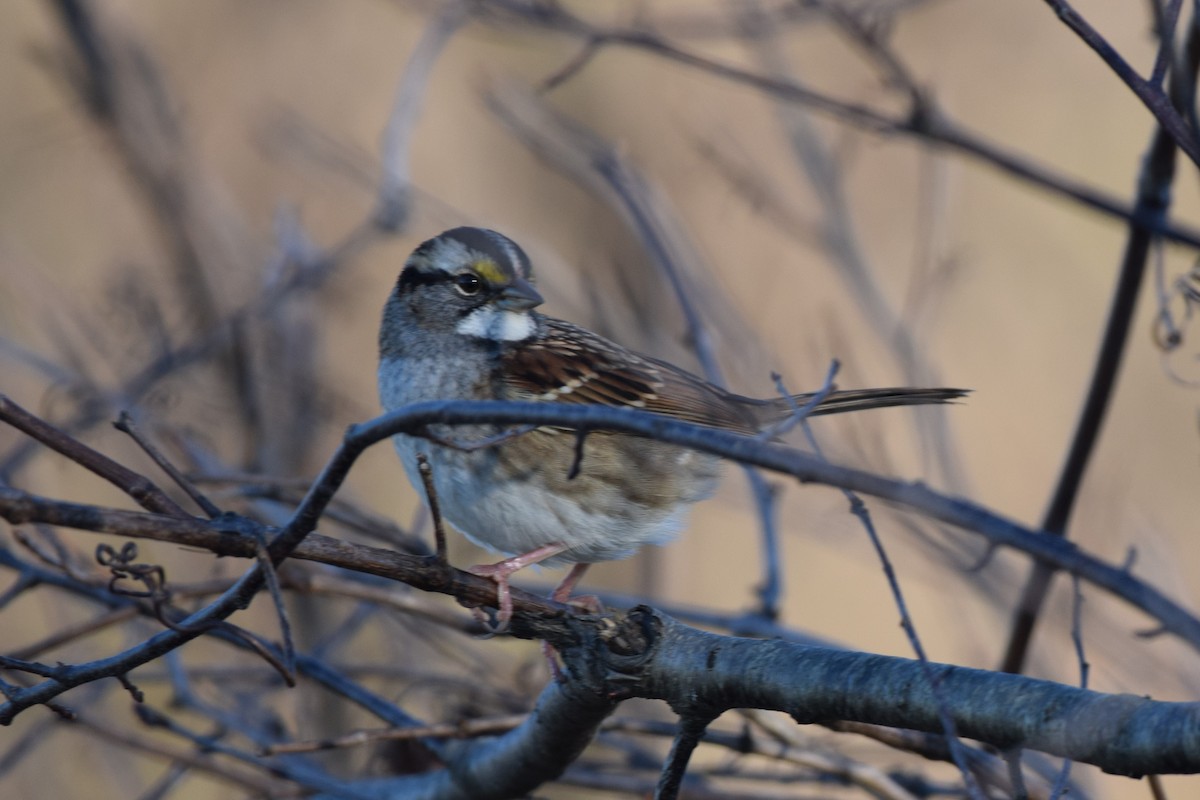 White-throated Sparrow - ML502147761
