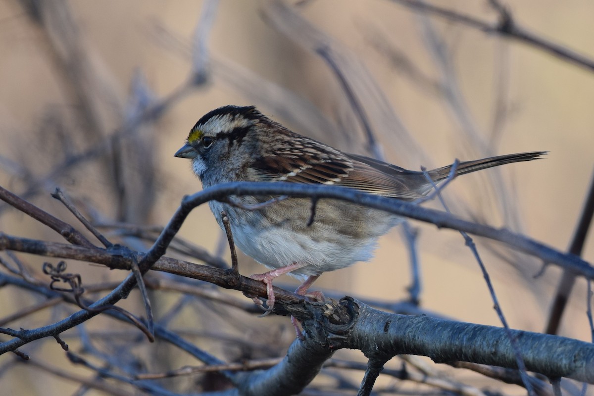 White-throated Sparrow - ML502147831