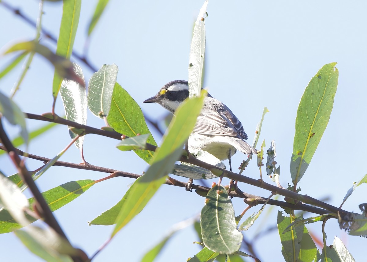 Black-throated Gray Warbler - ML502151911